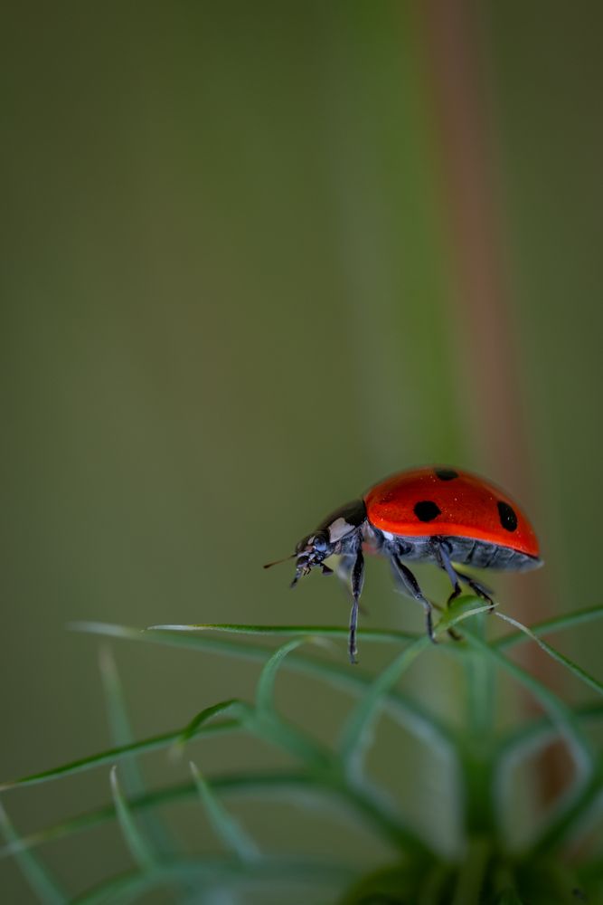 Photograph by BESPAMIATNYI Dmitry