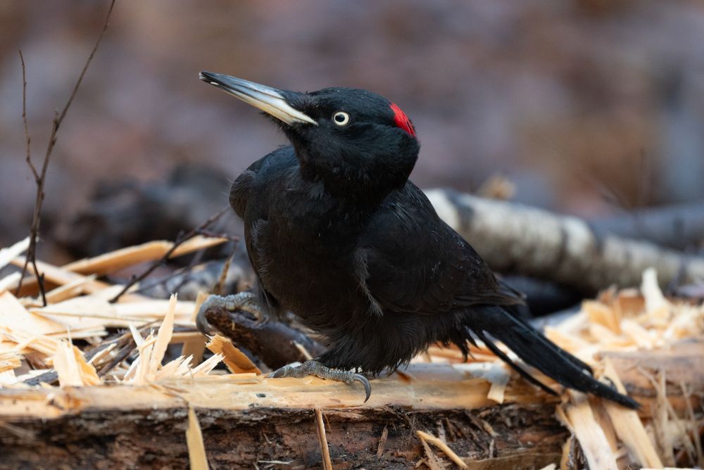 желна за работой