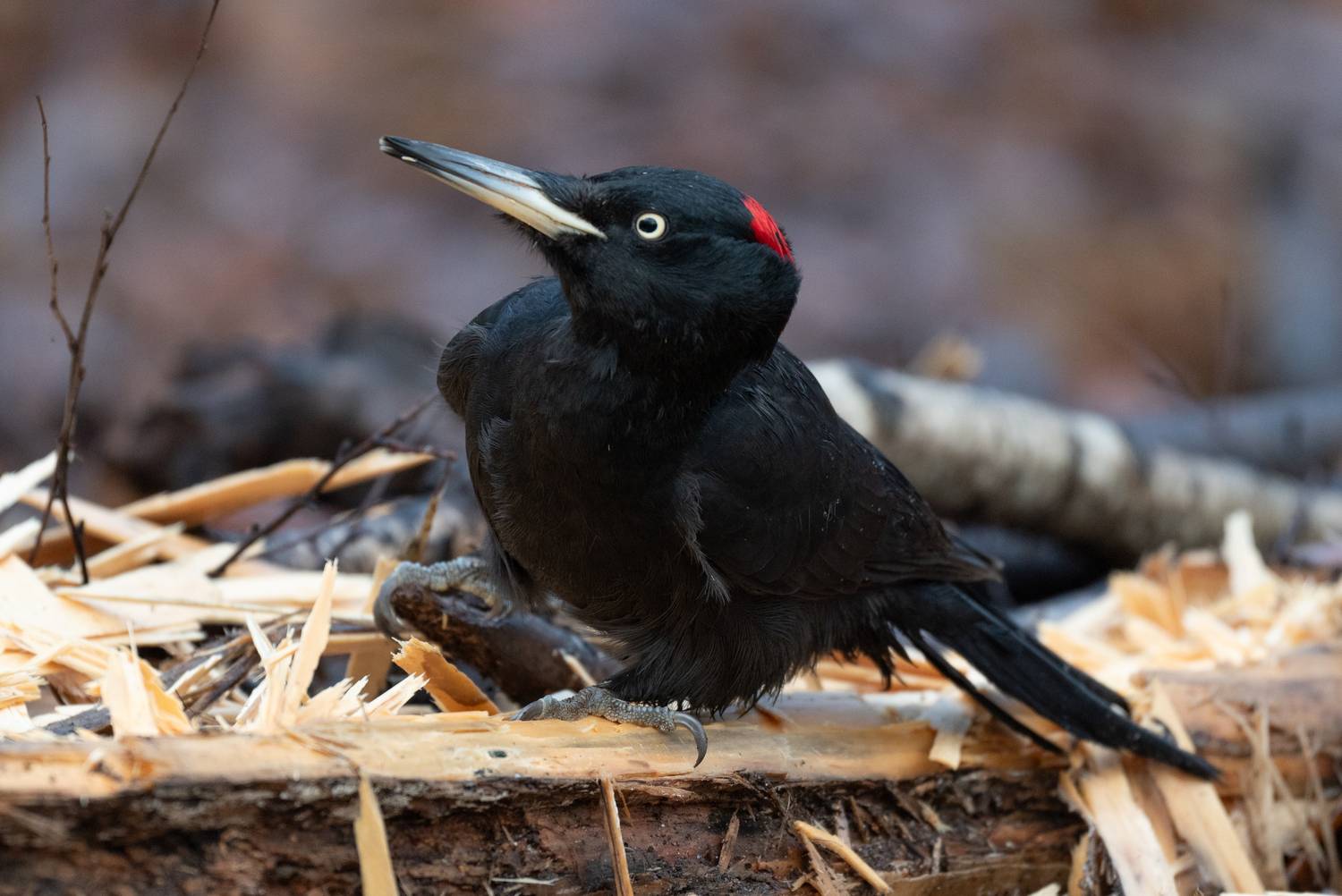 желна за работой