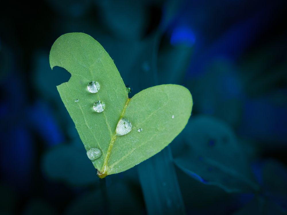 Green Love, Blue Embrace