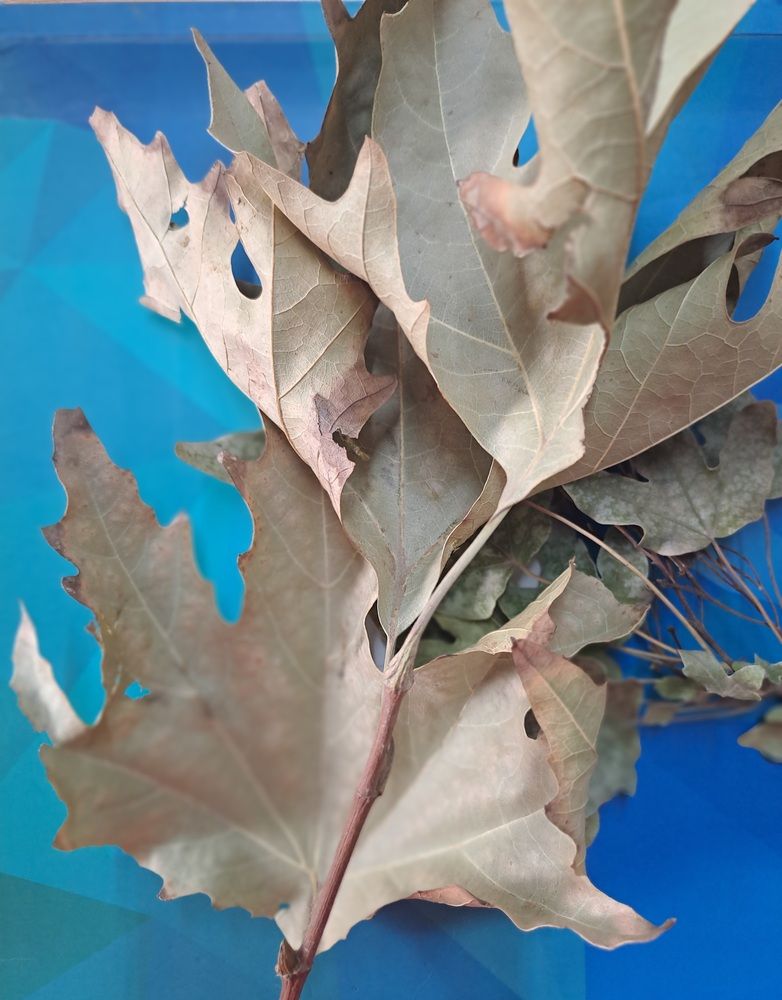 Photograph by betül yiğci