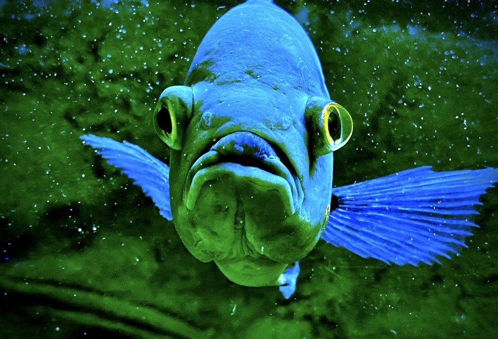 Фотография автора Татьяна Шитлина