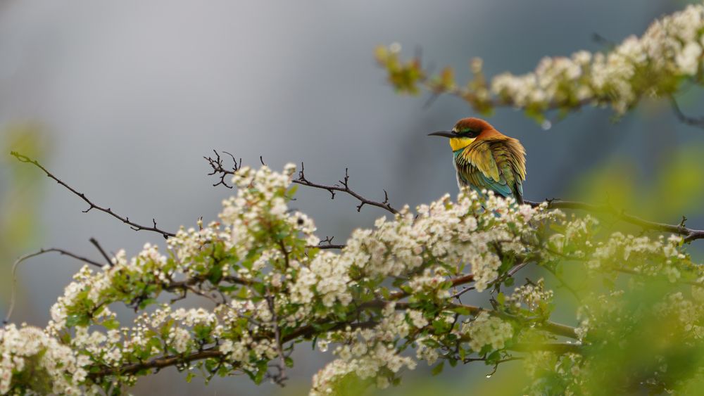 Photograph by Emanuele Zucchi