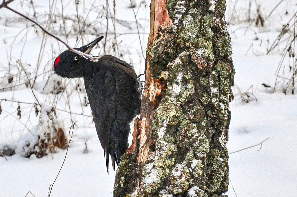 Photograph by Михаил Курзанцев