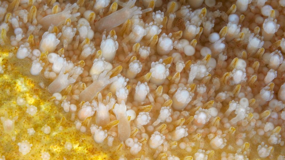 Colony hydrozoa family Hydractiniidae.