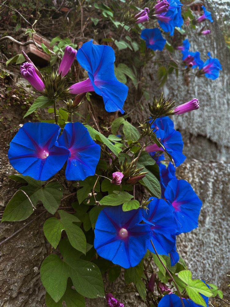 Photograph by Tatyana Komissarova