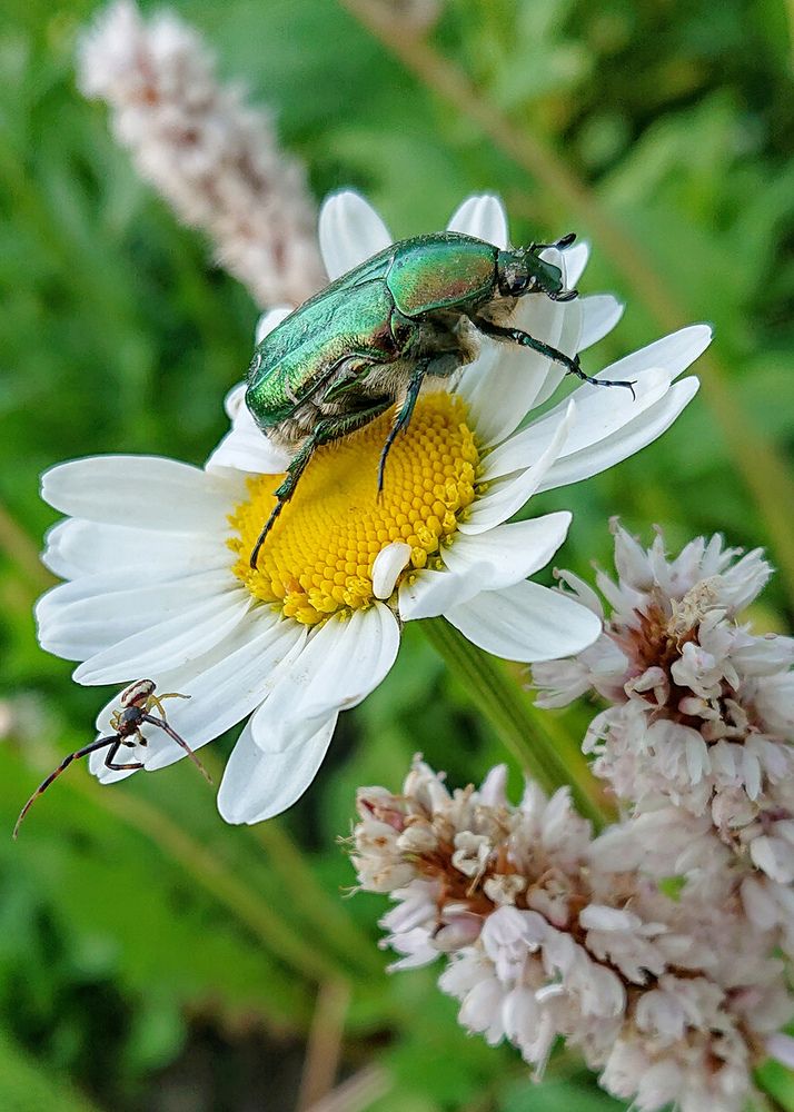 Не помешаю...