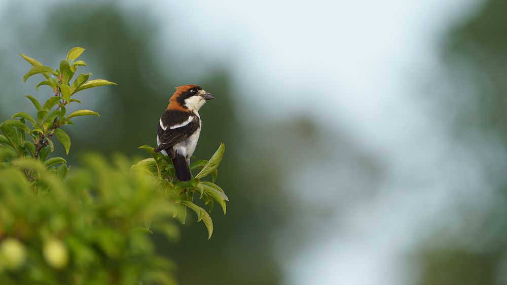 Photograph by Emanuele Zucchi