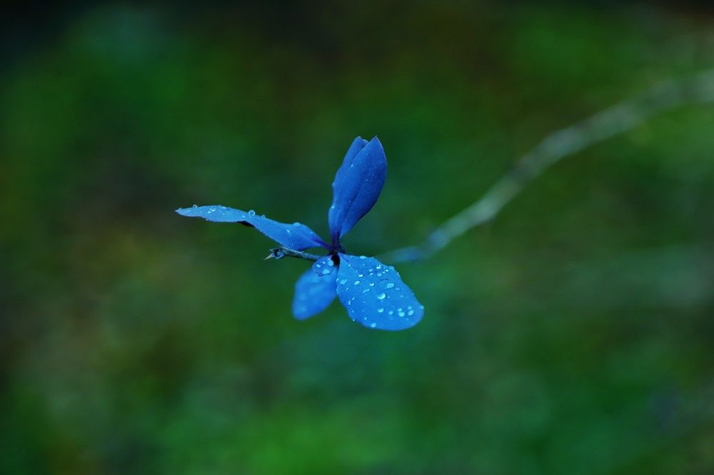 Photograph by Елена Гостева