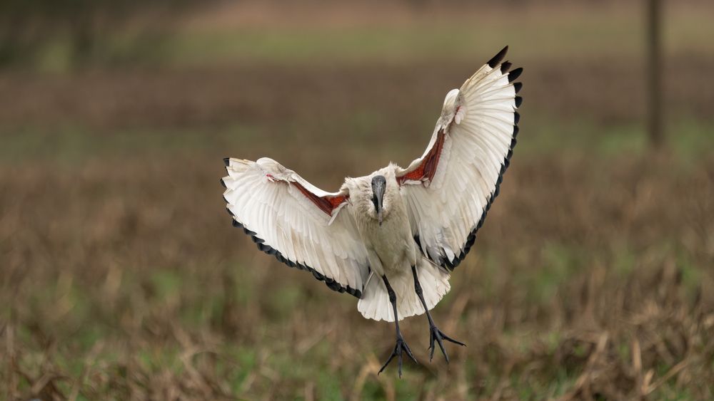 Photograph by Emanuele Zucchi