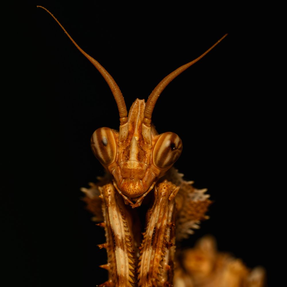 mantis