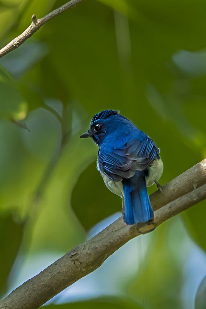 Фотография автора Saumi Biswas