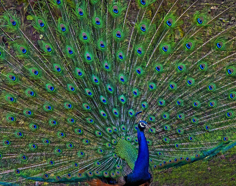 Фотография автора Saumi Biswas