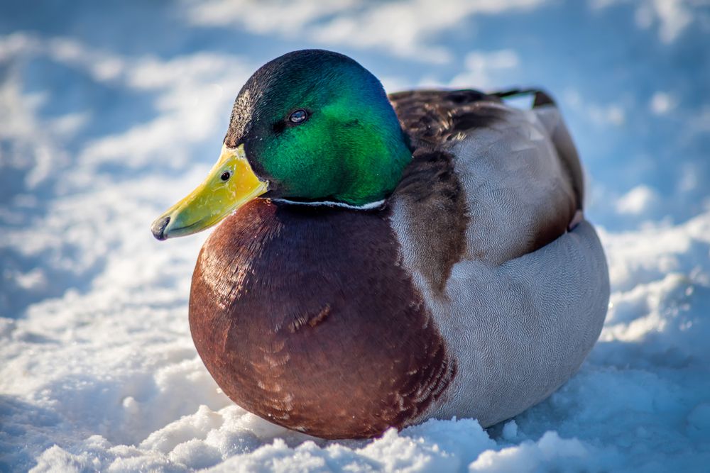 Photograph by Ильдар Шангараев