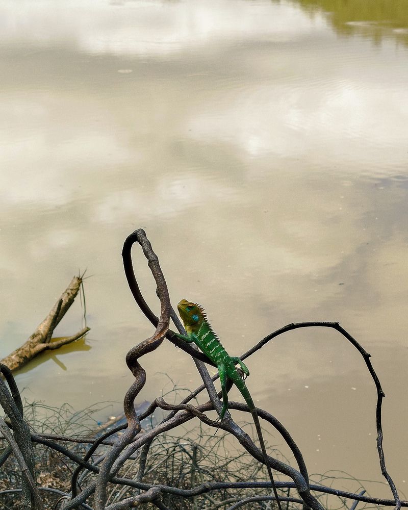 Photograph by Devmin Senevirathna