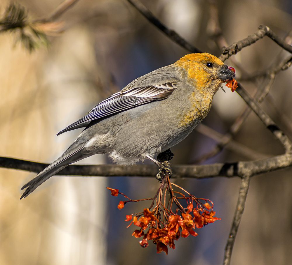 Редкая птица Щур
