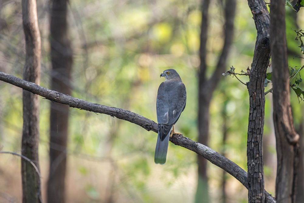 Фотография автора Sourav Mahant