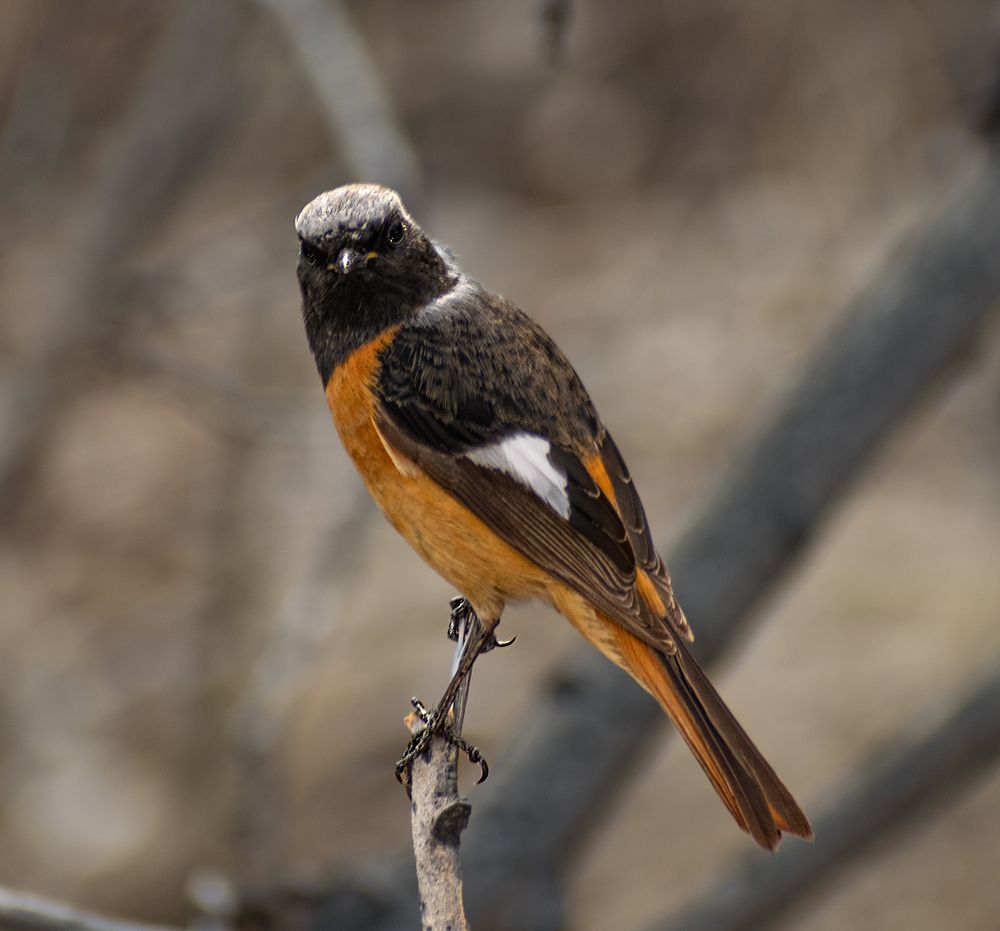 Птица с огненным хвостом