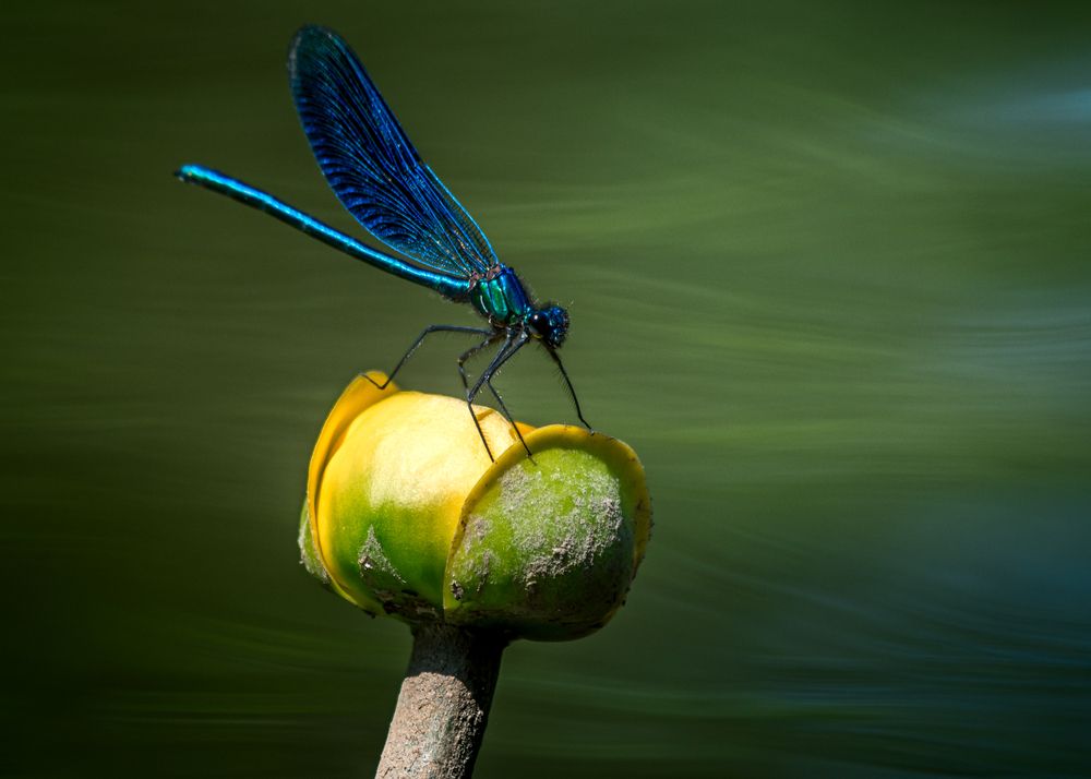 Photograph by Mark Devender