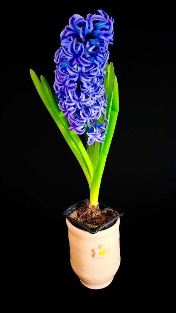 Фотография автора Rafa