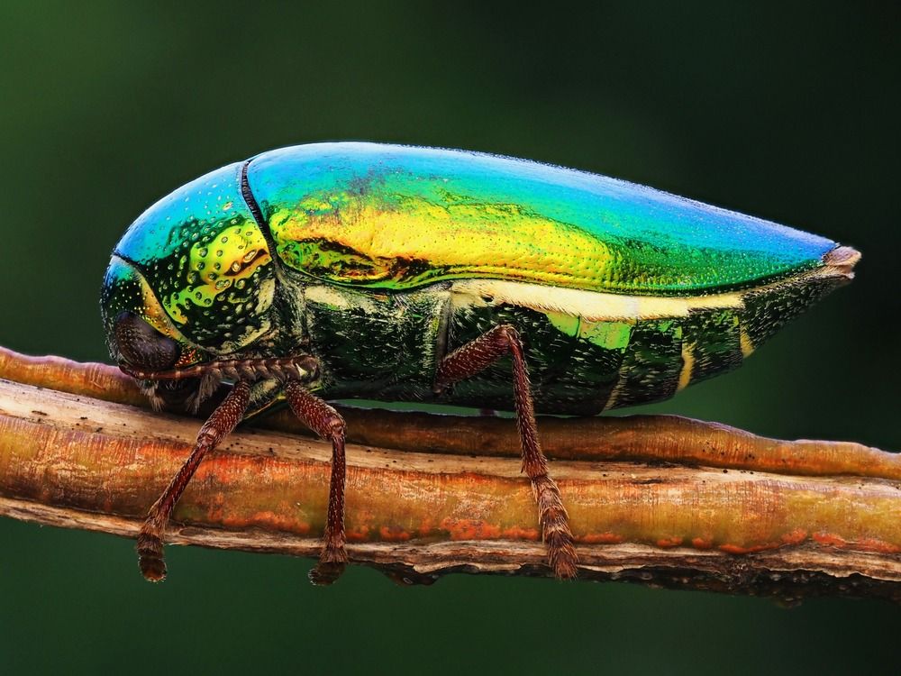 Photograph by Dharmendra Padhiyar