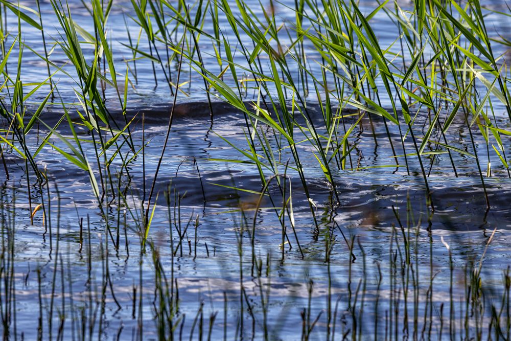 Фотография автора Ирина Гриценко
