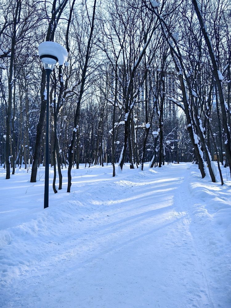 Снежная симфония: аллея в зимнем парке