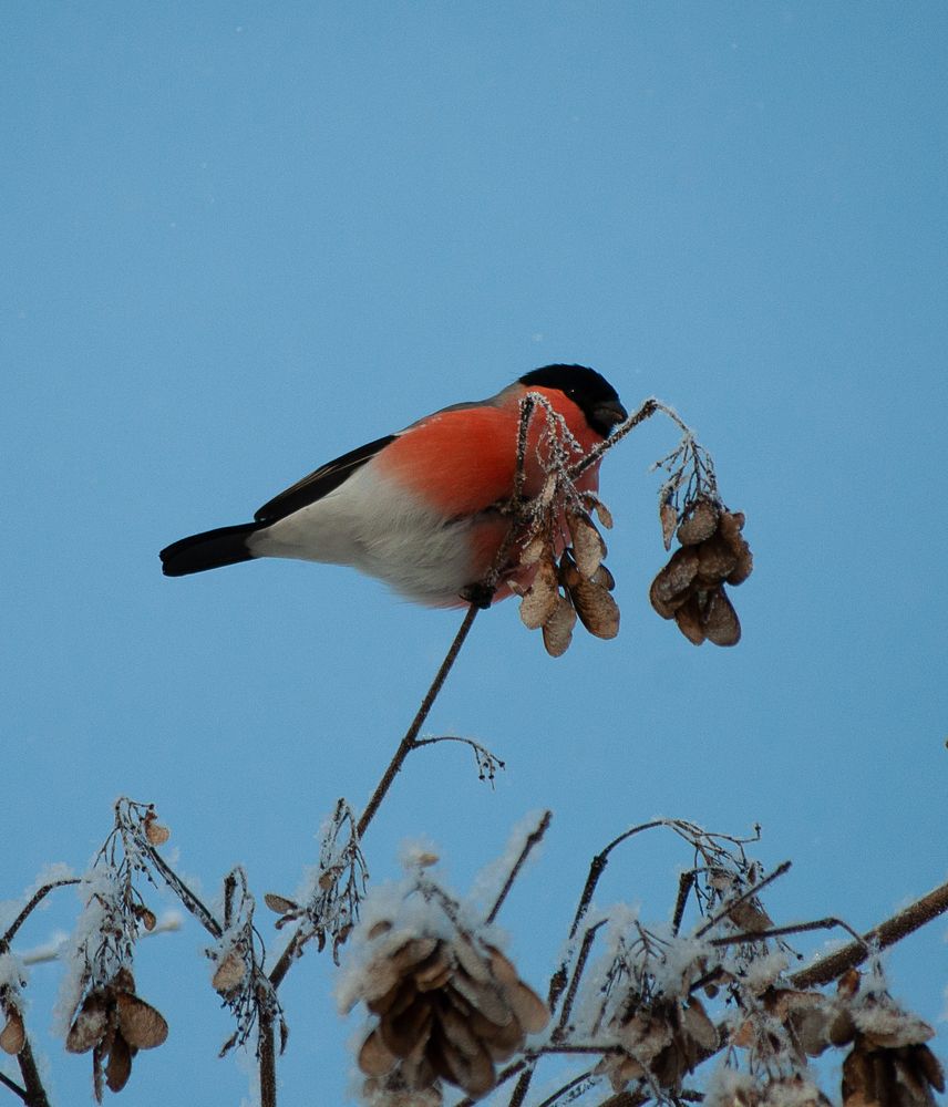 Photograph by Елена Фурашова