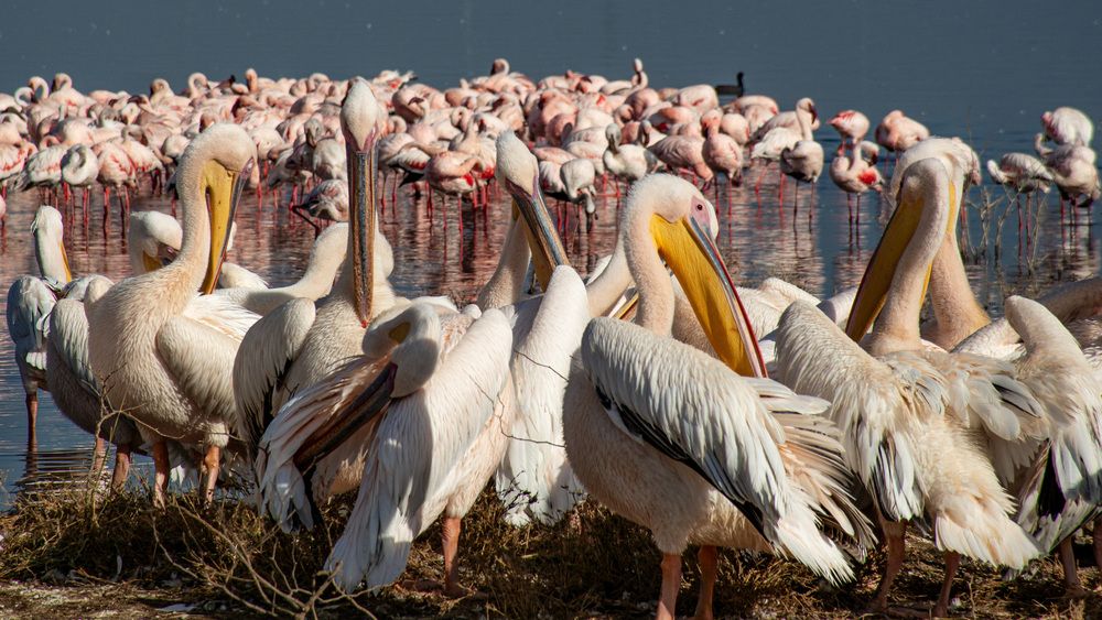 Photograph by Наталья Кокорина