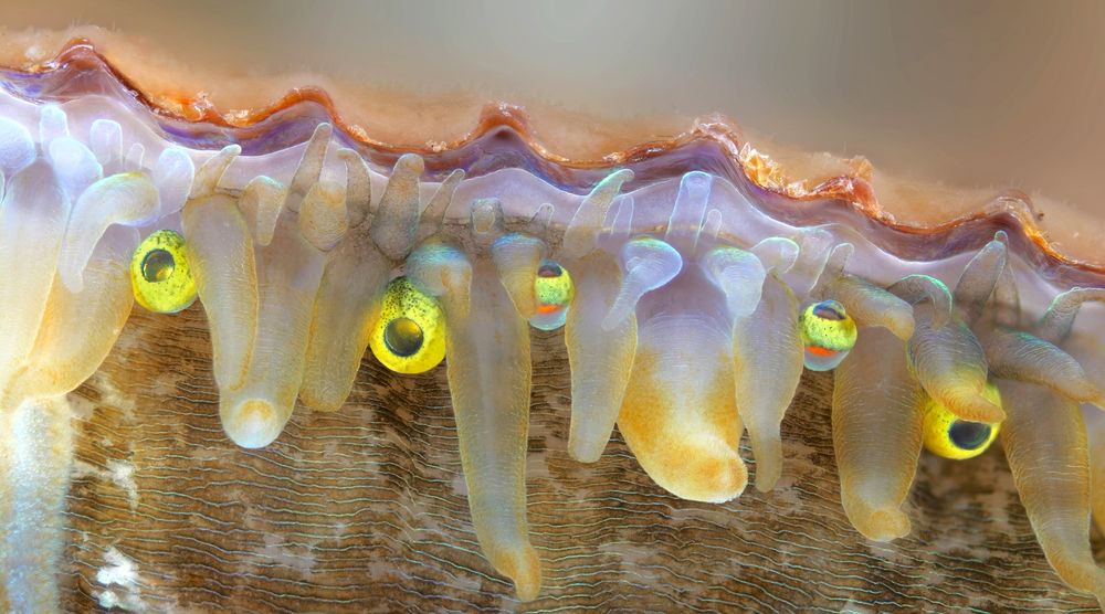 The mantle tentacles and eyes of a scallop.