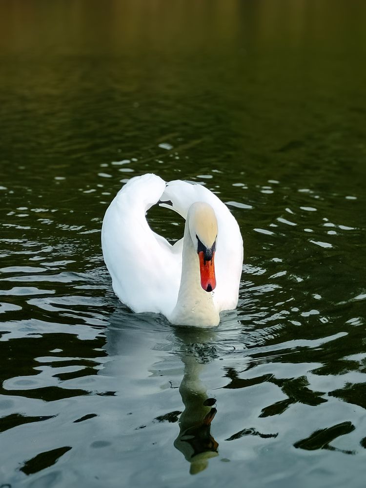 Фотография автора Вероника Летецкая