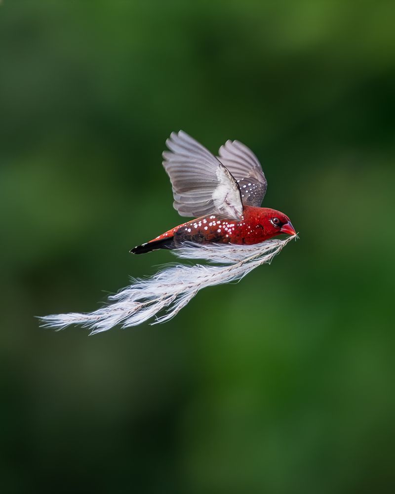 Building a home, one flight at a time