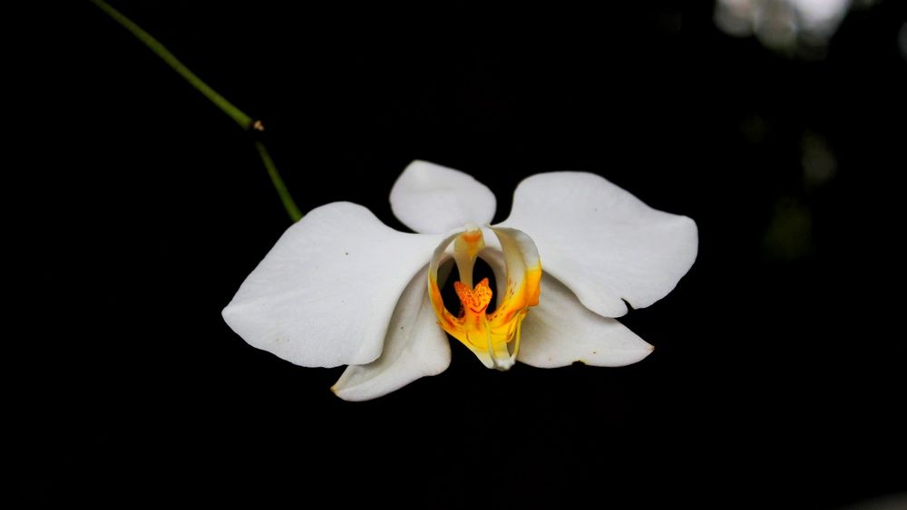 Photograph by asalcekrek