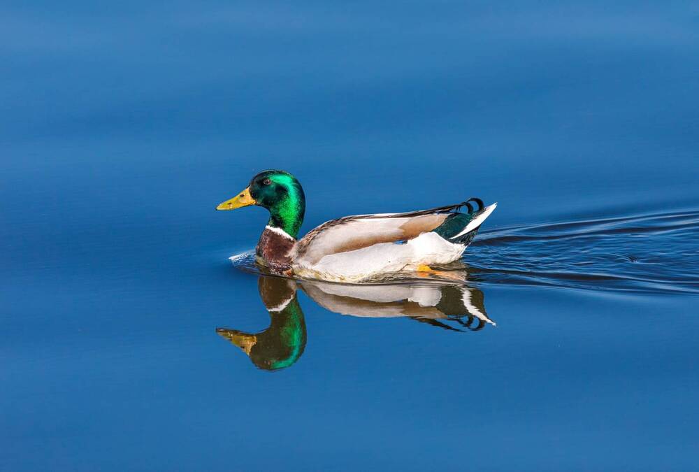 Фотография автора Марат Габидуллин