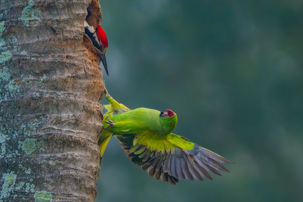 Territorial Conflict