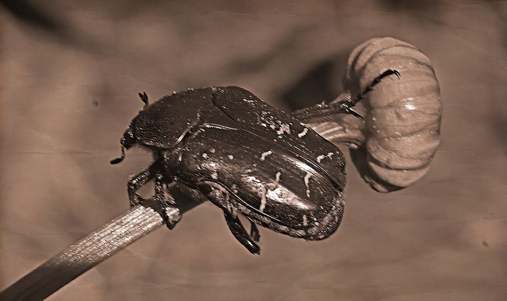 Photograph by Светлана Логинова