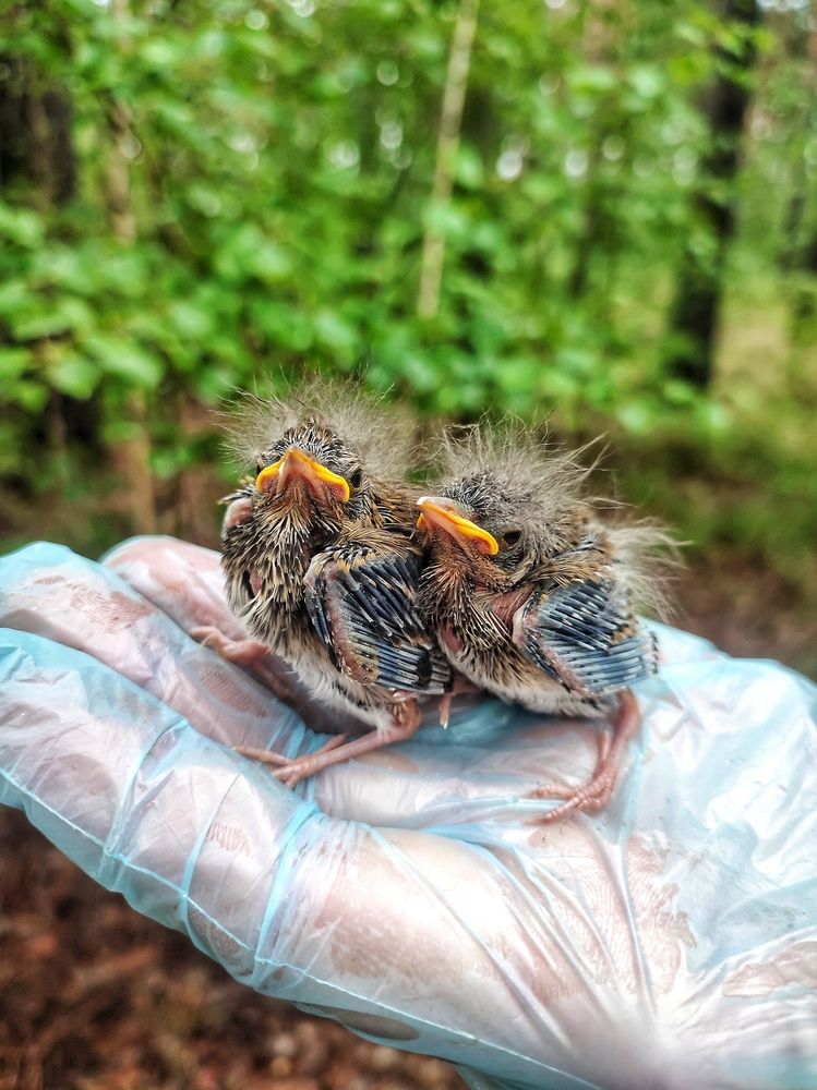 Счастье на ладошке