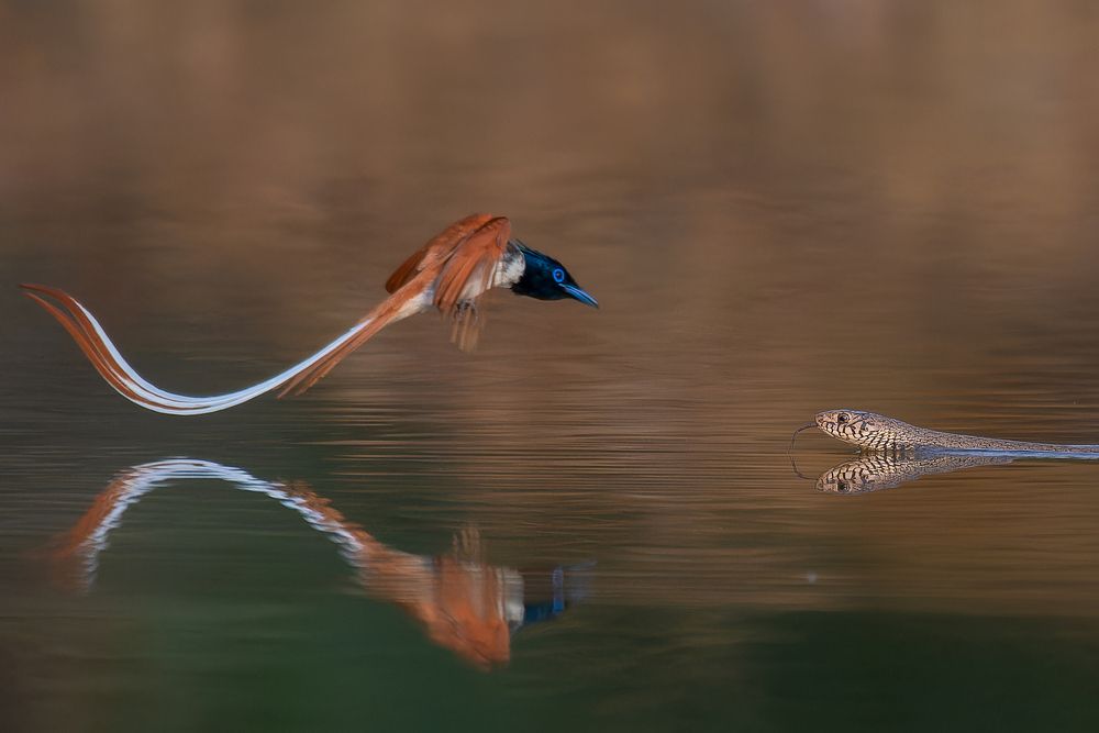 Photograph by Abhijit Mishra