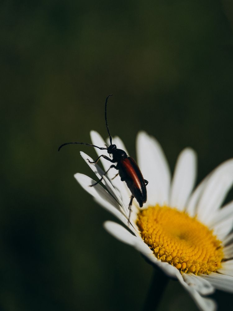 Photograph by ALISA NEZHINSKAYA