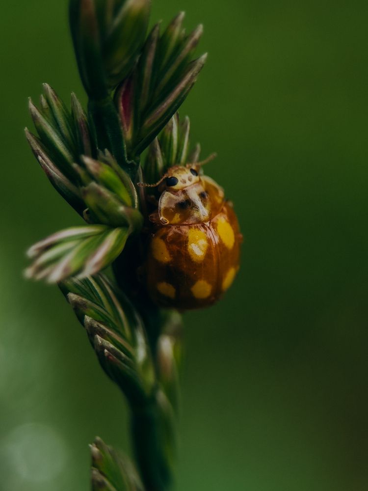 Photograph by ALISA NEZHINSKAYA