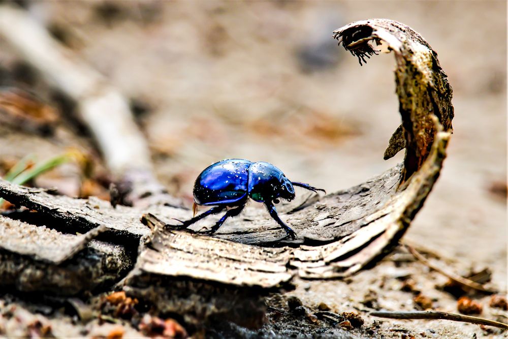 Forest Sapphire