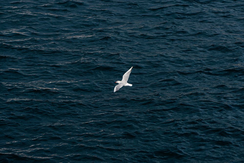 Photograph by Zen Sarac