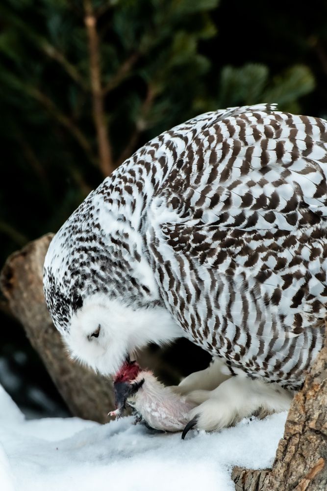 Фотография автора Павел Ващилов
