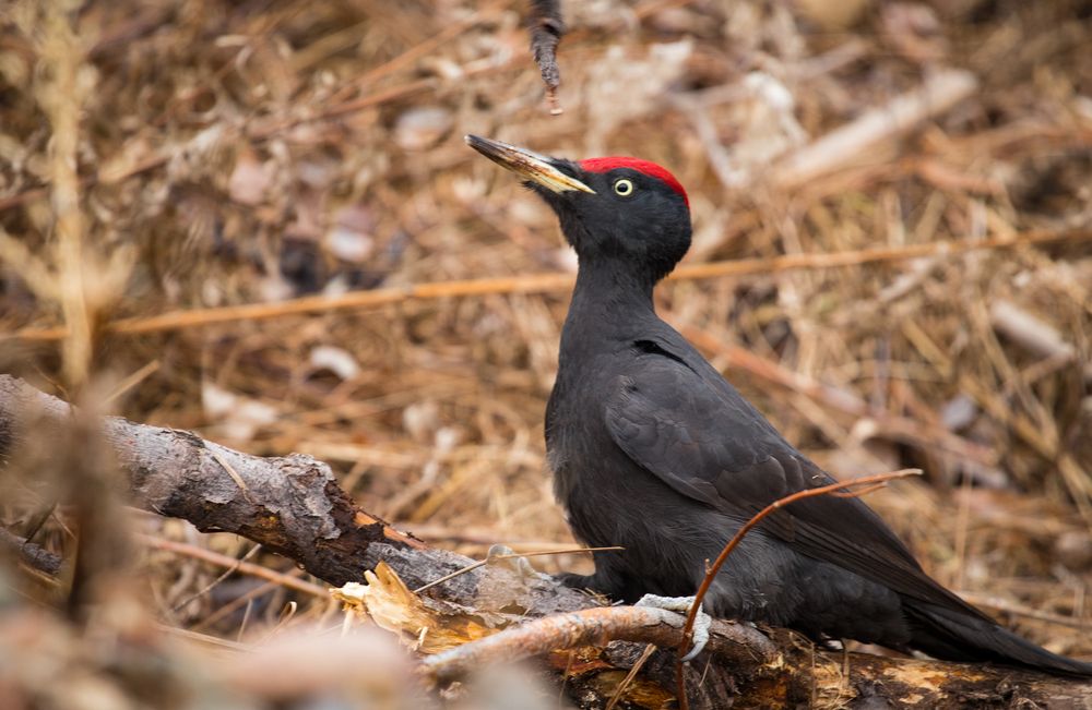 Фотография автора Константин Искучеков