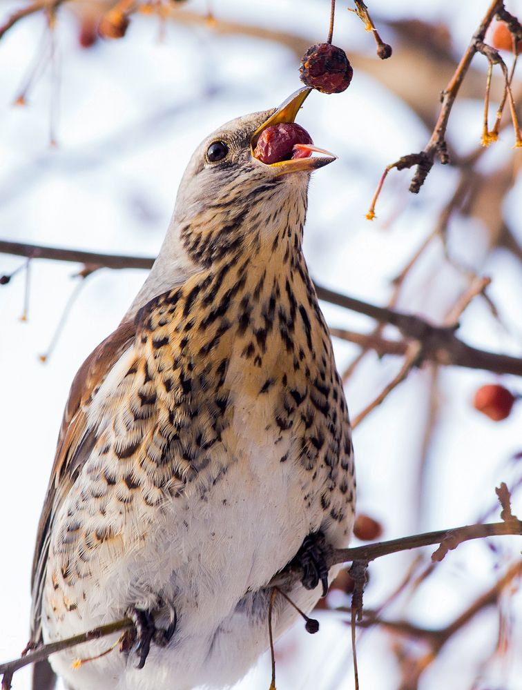 Photograph by Сосновских Вячеслав