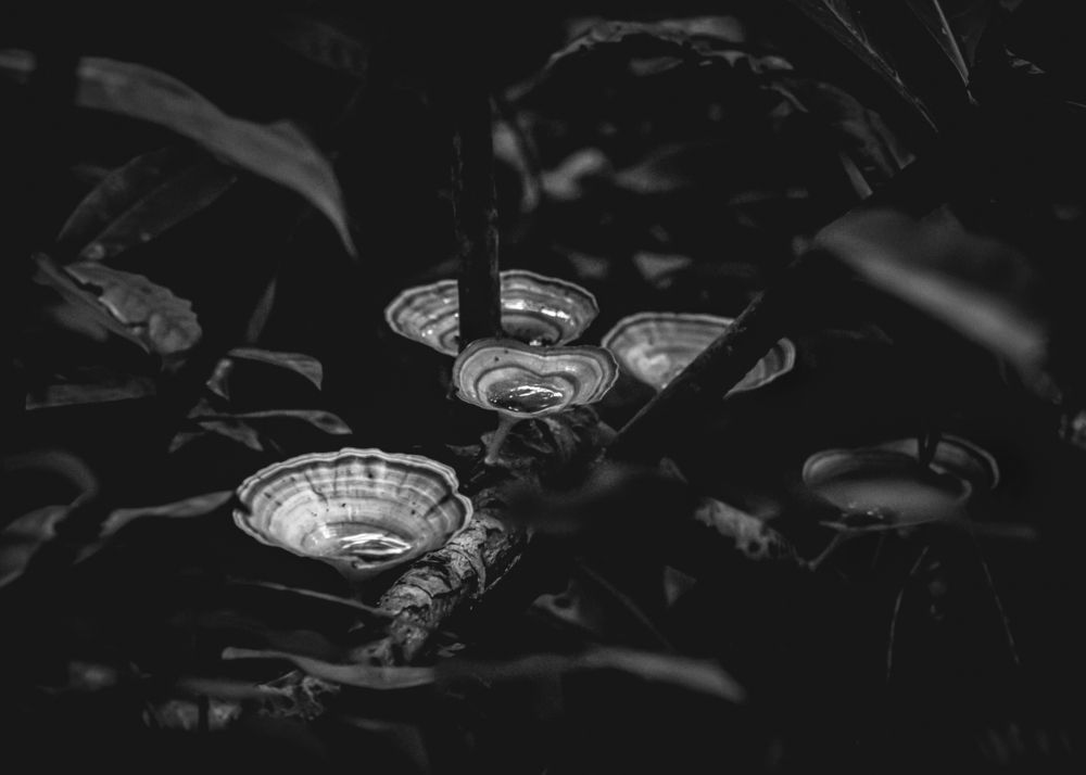 Photograph by M. Maleesha Sathsara Perera
