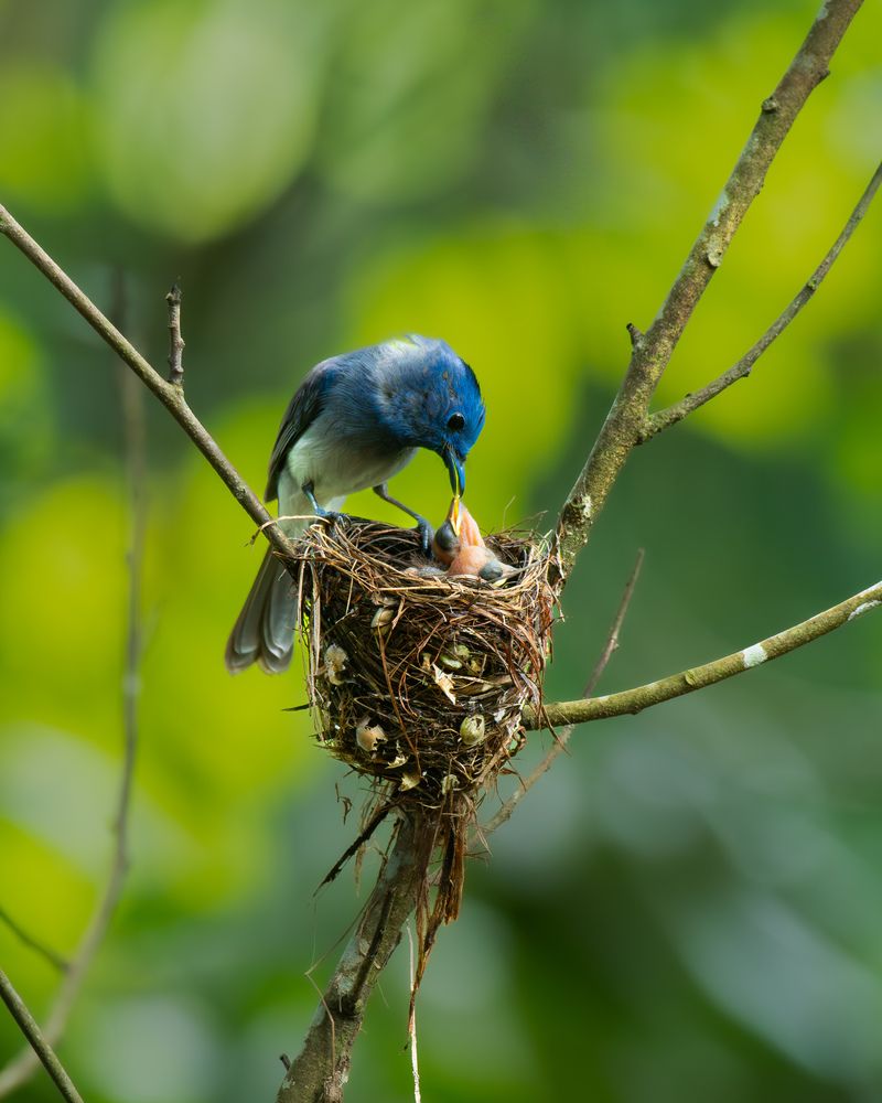 Фотография автора Anandhu M