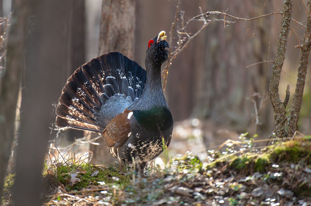 Photograph by Евгений Бочкарев