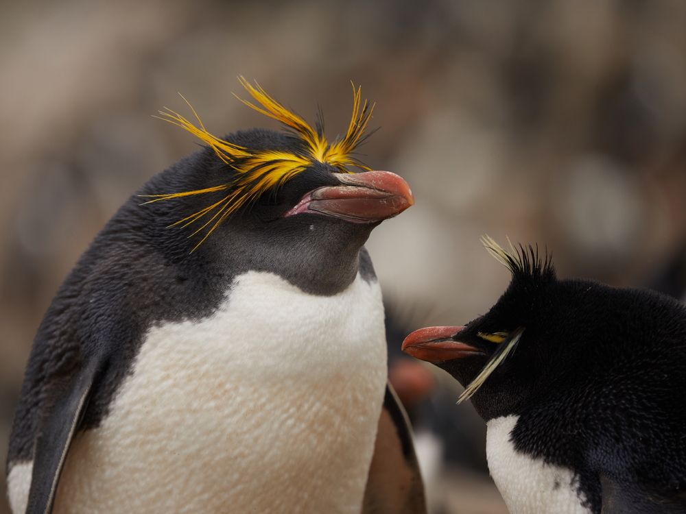 Фотография автора Boris Konovalov