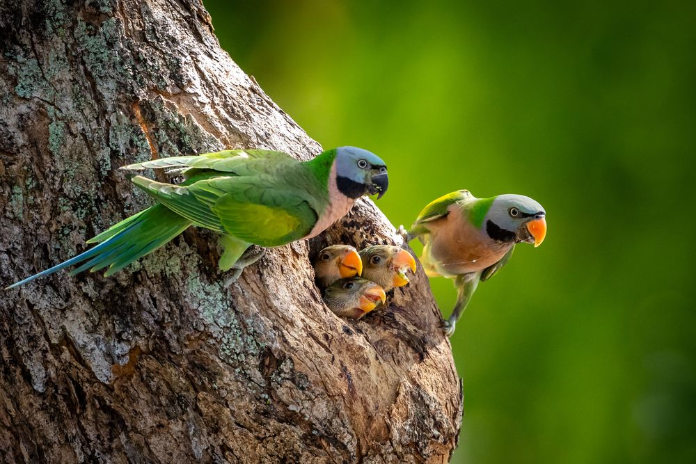 Photograph by Kannan Chinnathambi
